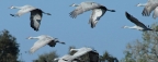 Sandhill Cranes take flight